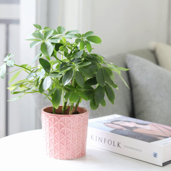 Schefflera Arboricola