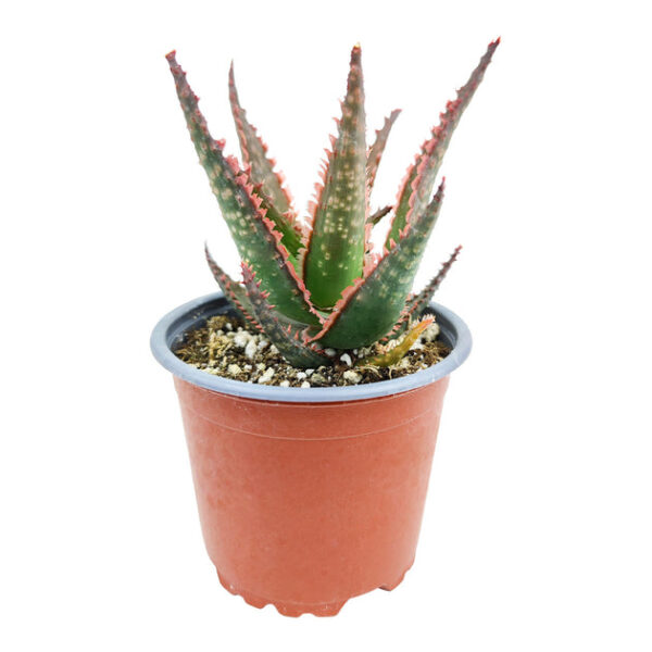 Aloe Coral Fire - Image 4