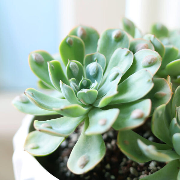 Echeveria Raindrops Succulent - Image 4