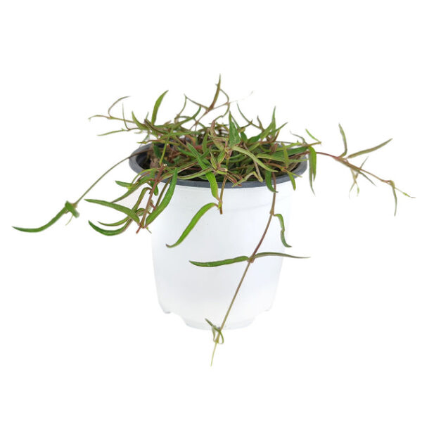 Ceropegia Linearis String of Needles - Image 6