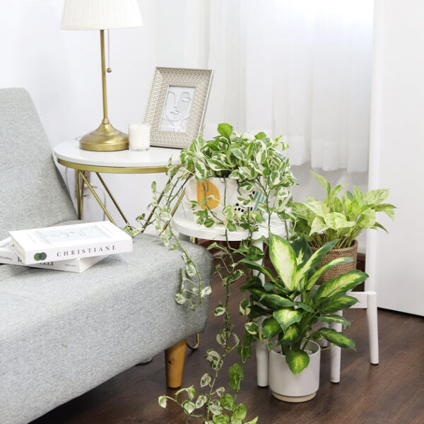 6 inch Pothos N'joy - Image 5