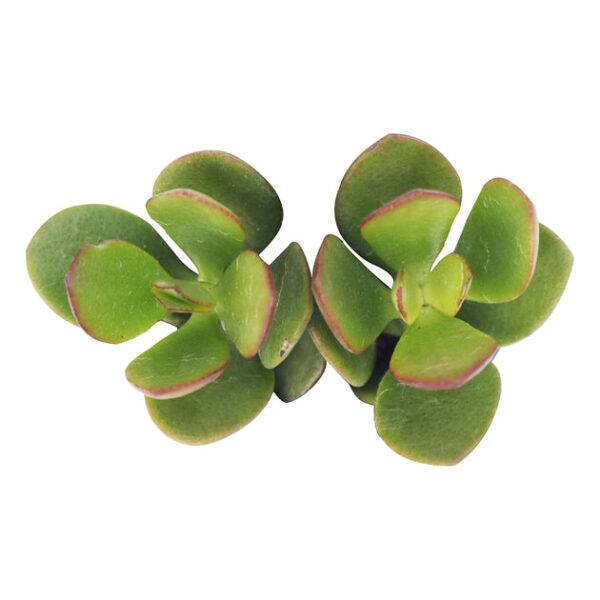 Crassula Ovata Obliqua Jade Plant - Image 5