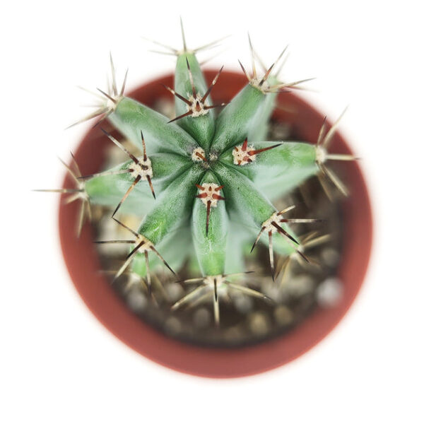 Polaskia Chichipe Cactus - Image 4