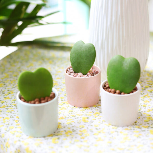 3 Pack Modern Cylinder Pots - Image 9