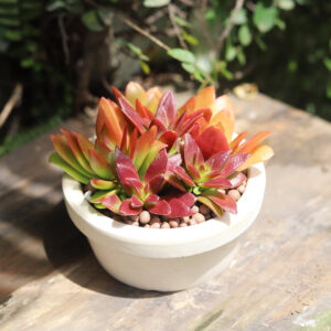 Crassula Campfire Plant