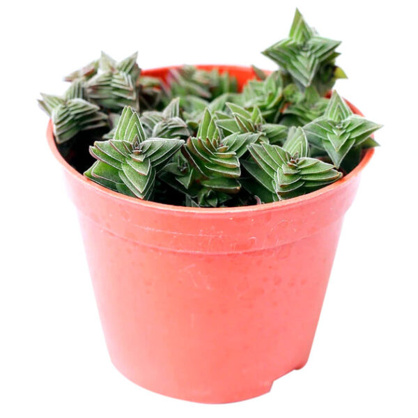 Crassula Pagoda Village - Image 9