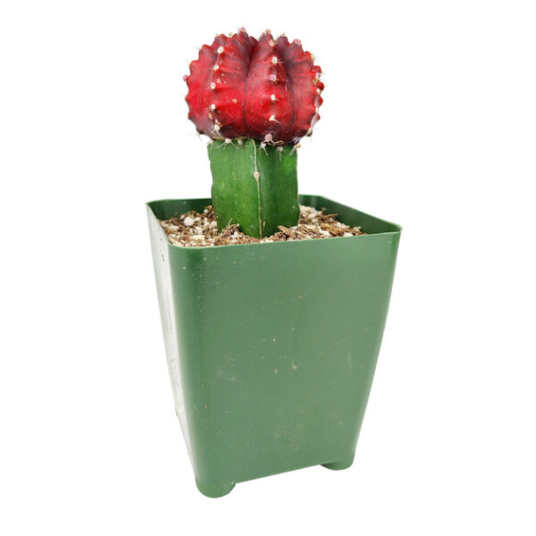 Gymnocalycium Mihanovichii Moon Cactus - Image 3