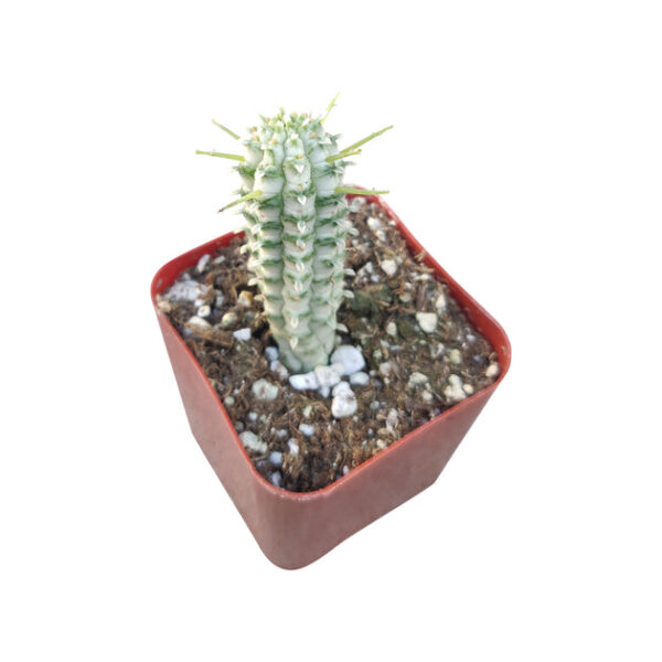 Variegated Corn Cob Cactus - Image 3
