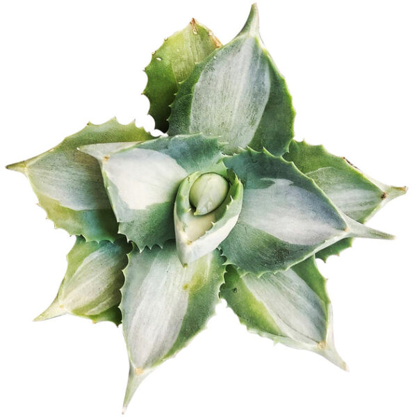 Variegated Butterfly Agave - Image 3