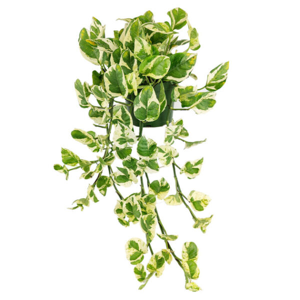 6 inch Pothos N'joy - Image 3