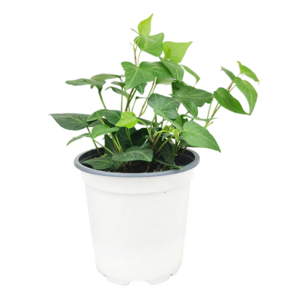 Green Ivy Plant - Image 5