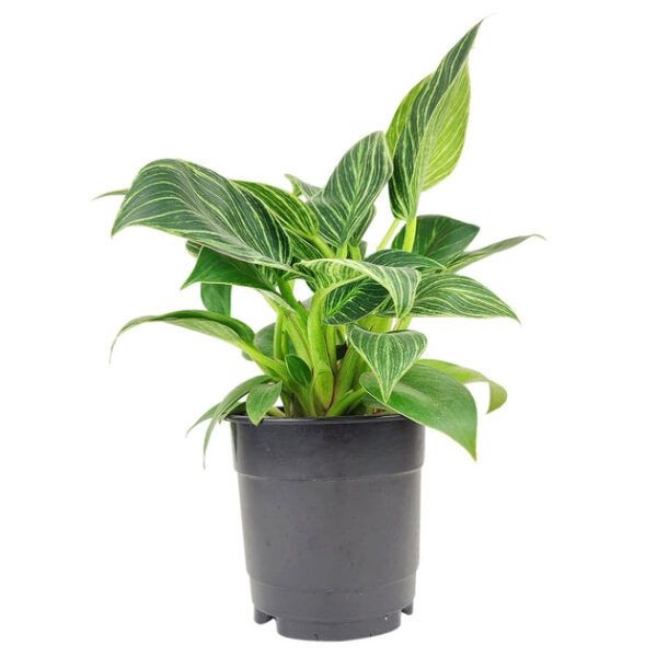 Philodendron Birkin - Image 6