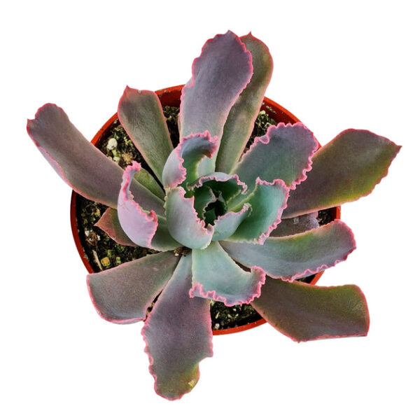 Echeveria Neon Breaker - Image 4