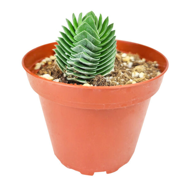 Crassula pyramidalis 'Buddha's Temple' - Image 2