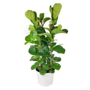 Ficus Lyrata