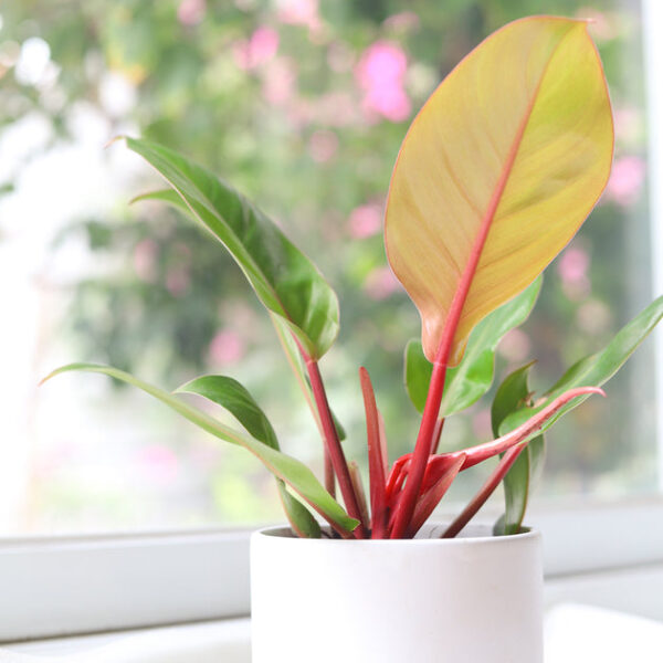 Philodendron Cherry Red - Image 3