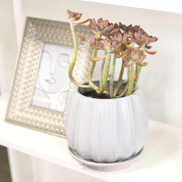 6 inch Grey Glazed Ceramic Contour Planter - Image 3