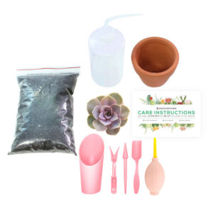 Beginner Kit (tools + 4" plant)