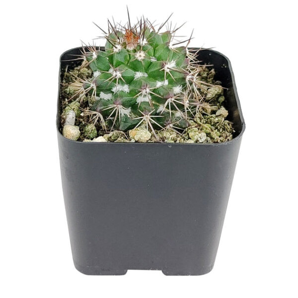 Mammillaria Tenango del Valle Cactus - Image 2