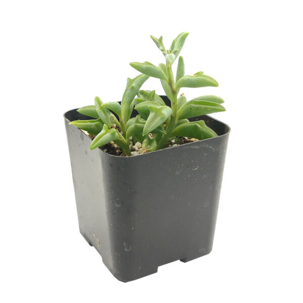 String of Dolphins Senecio Peregrinus Succulent - Image 4