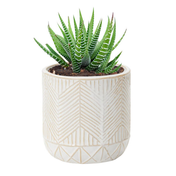Whitcomb White Ceramic Pot - Image 4
