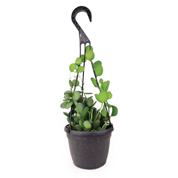 Xerosicyos danguyi (Silver Dollar Vine) - Image 6