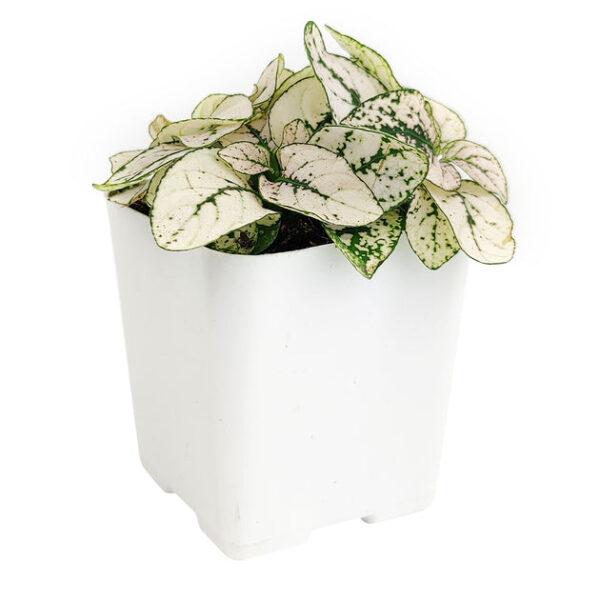 Hypoestes Phyllostachya White Splash - Image 3