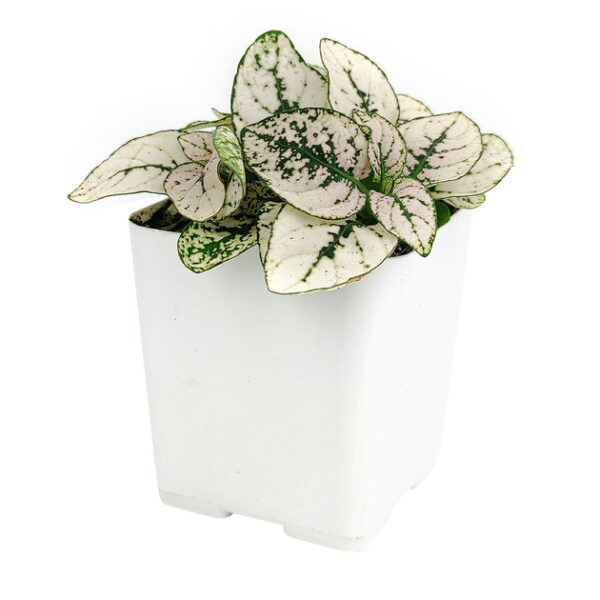 Hypoestes Phyllostachya White Splash - Image 2
