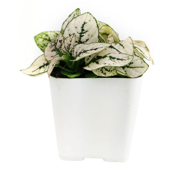 Hypoestes Phyllostachya White Splash - Image 4