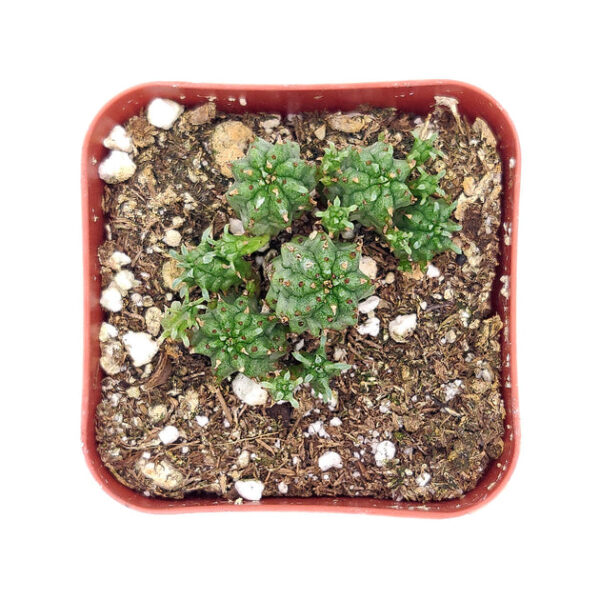 Euphorbia Monstrose Cactus - Image 3
