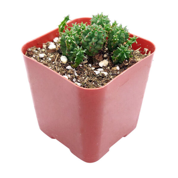 Euphorbia Monstrose Cactus - Image 5