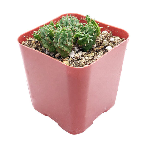 Euphorbia Monstrose Cactus - Image 4