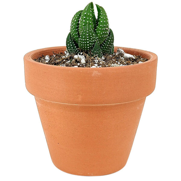Haworthia Pumila African Pearl - Image 3