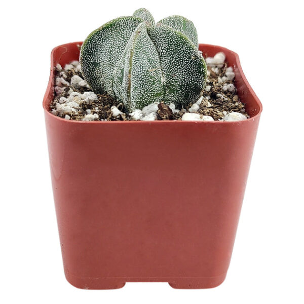 Bishop's Cap Cactus Astrophytum Myriostigma - Image 7