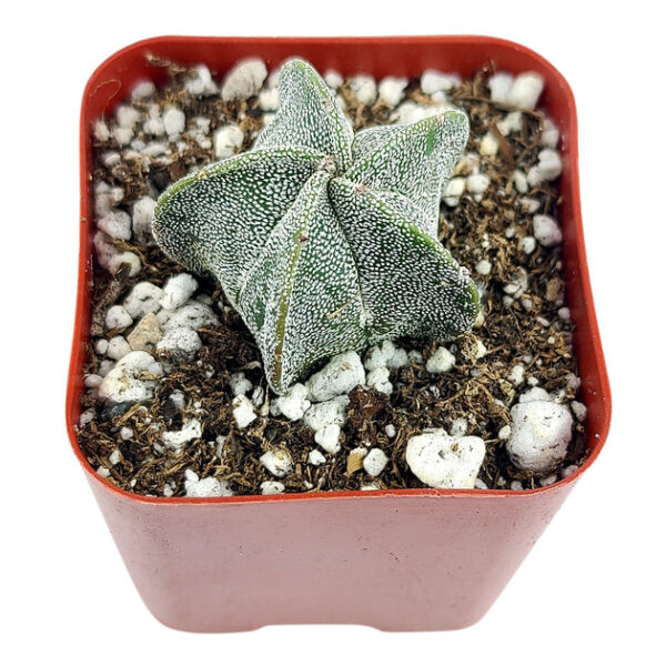 Bishop's Cap Cactus Astrophytum Myriostigma - Image 5