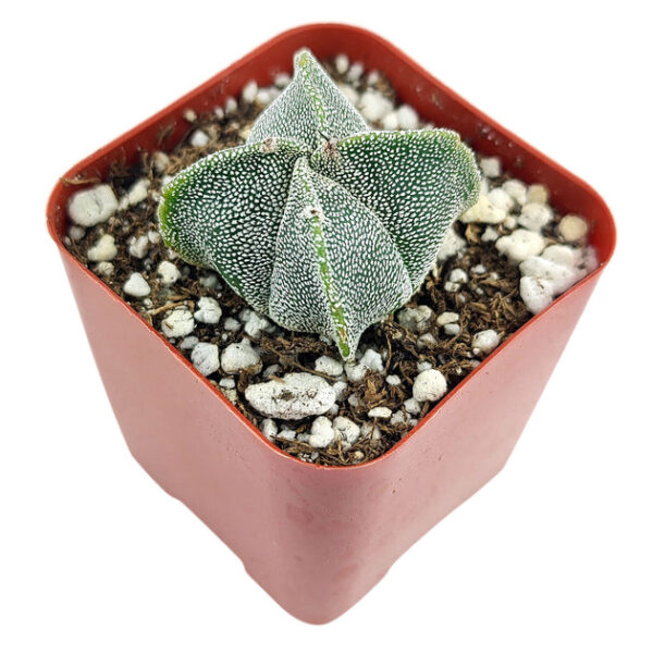 Bishop's Cap Cactus Astrophytum Myriostigma - Image 6