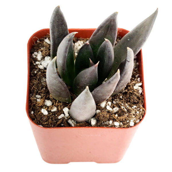 Echeveria Black Knight - Image 8