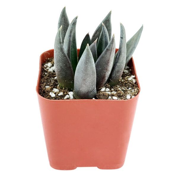 Echeveria Black Knight - Image 7