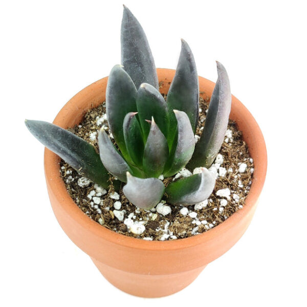 Echeveria Black Knight - Image 6