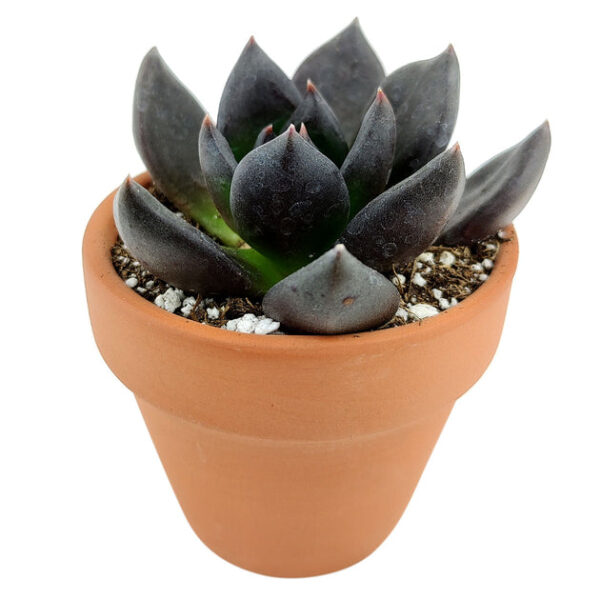 Echeveria Black Prince - Image 4