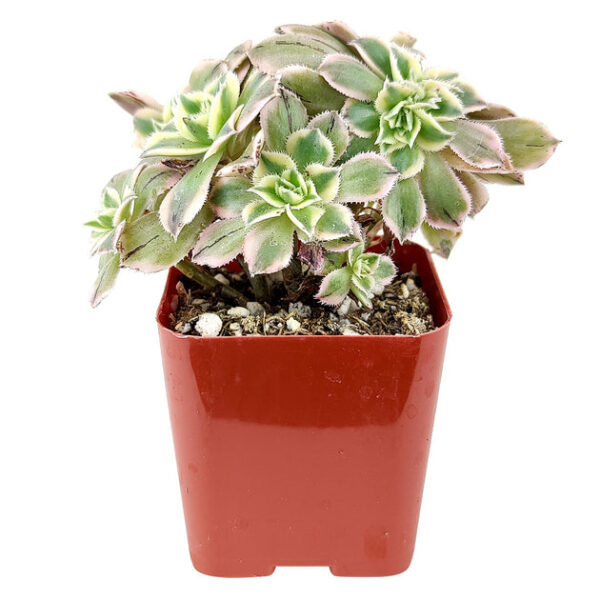 CRESTED Aeonium Sunburst - Image 5