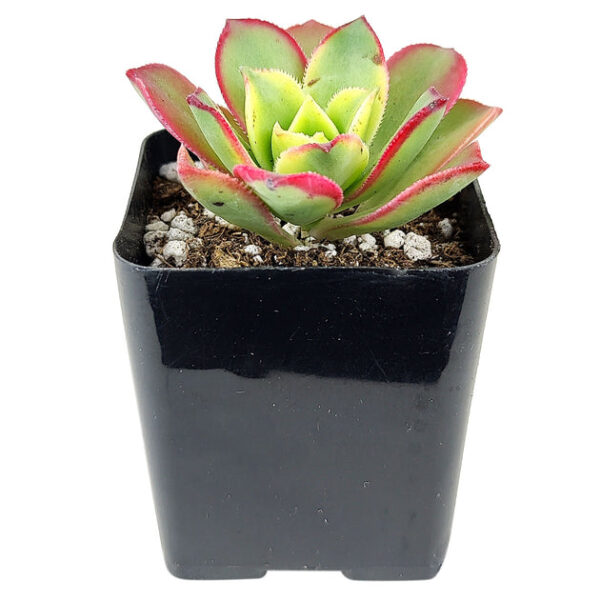 Aeonium Kiwi Haworthii - Image 5