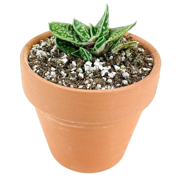 Gasteria Little Warty - Image 6