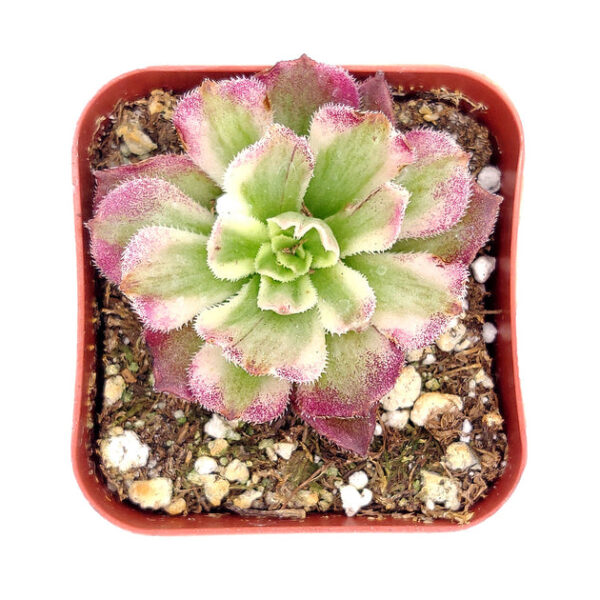 Aeonium Mardi Gras Rosettes - Image 9