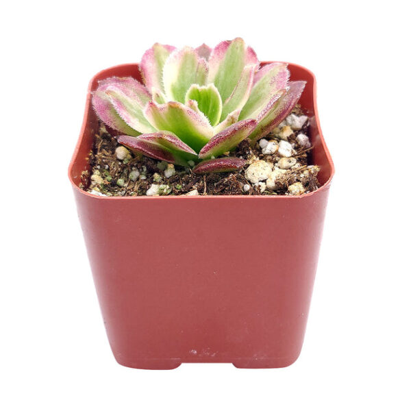 Aeonium Mardi Gras Rosettes - Image 8
