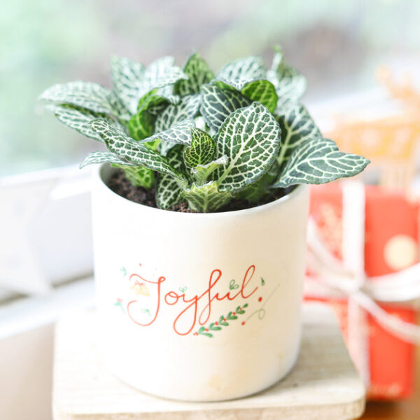 White Nerve Plant Fittonia - Image 2