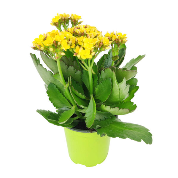 Kalanchoe blossfeldiana 'Calandiva Yellow' - Image 2