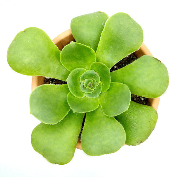 Aeonium Green Platters - Image 3
