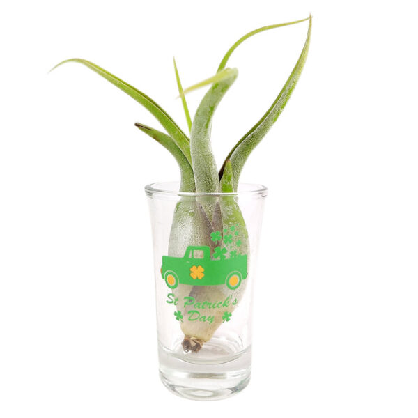 St. Patrick's Day Airplant Holder - Image 5