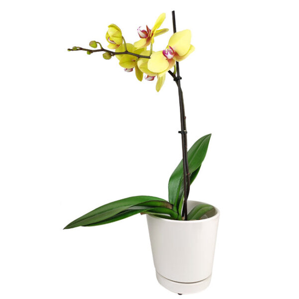 Yellow Phalaenopsis Orchid - Image 4